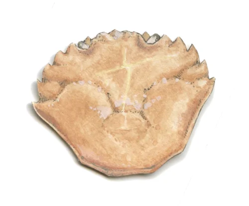 Bioconstellation 115