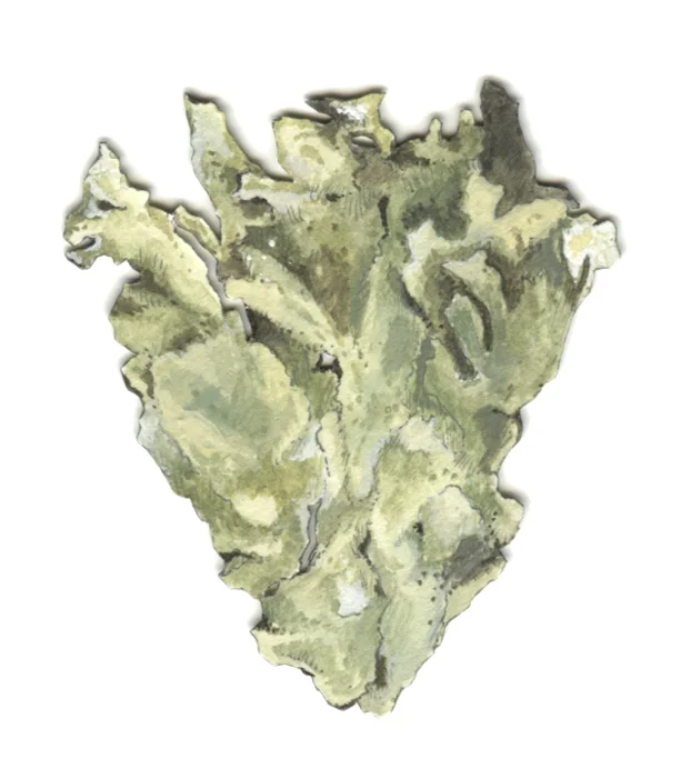 Bioconstellation 108