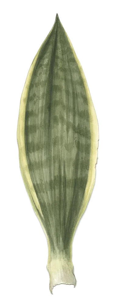 Bioconstellation 104