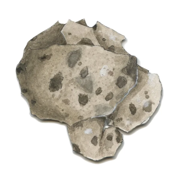Bioconstellation 177