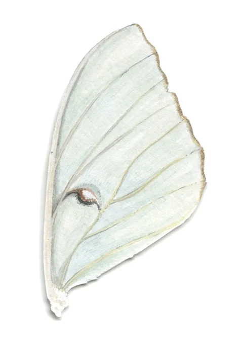 Bioconstellation 116
