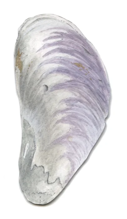 Bioconstellation 128