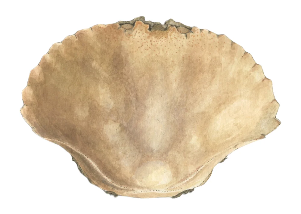Bioconstellation 124