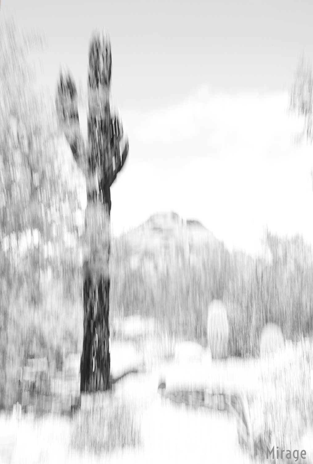 Saguaro1Lo.jpg
