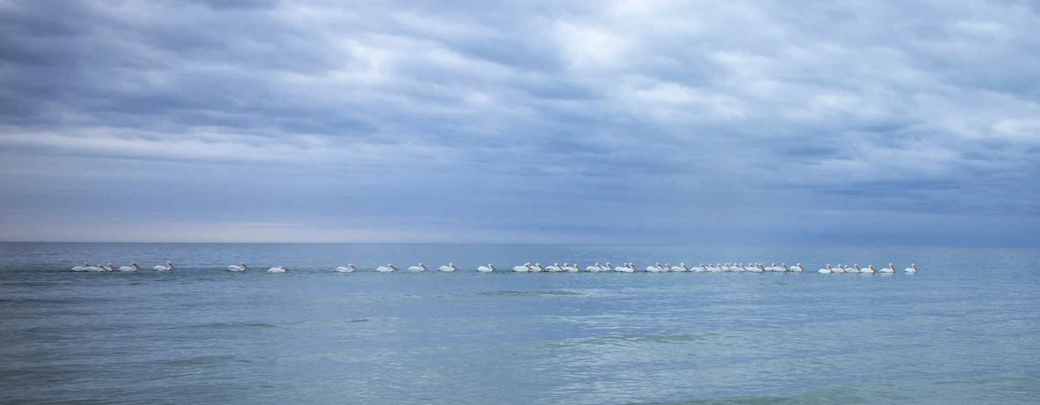 PelicanFlock1GP.jpg