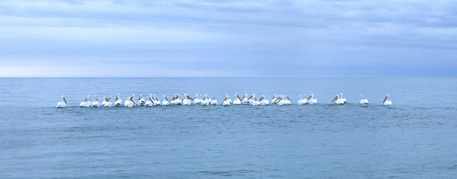 PelicanFlock2GP.jpg