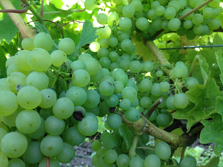 ripening 2015.JPG