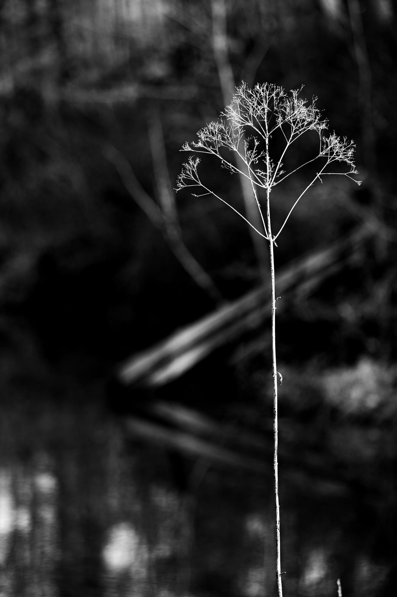 Louisville Parks-12.jpg