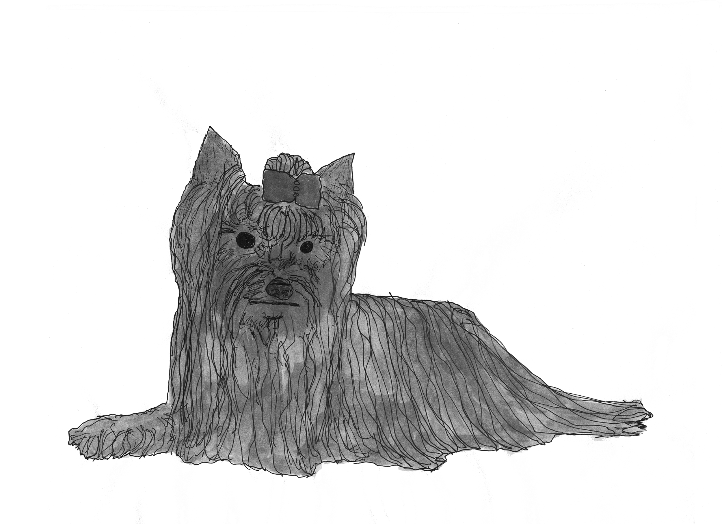 Yorkshire Terrier