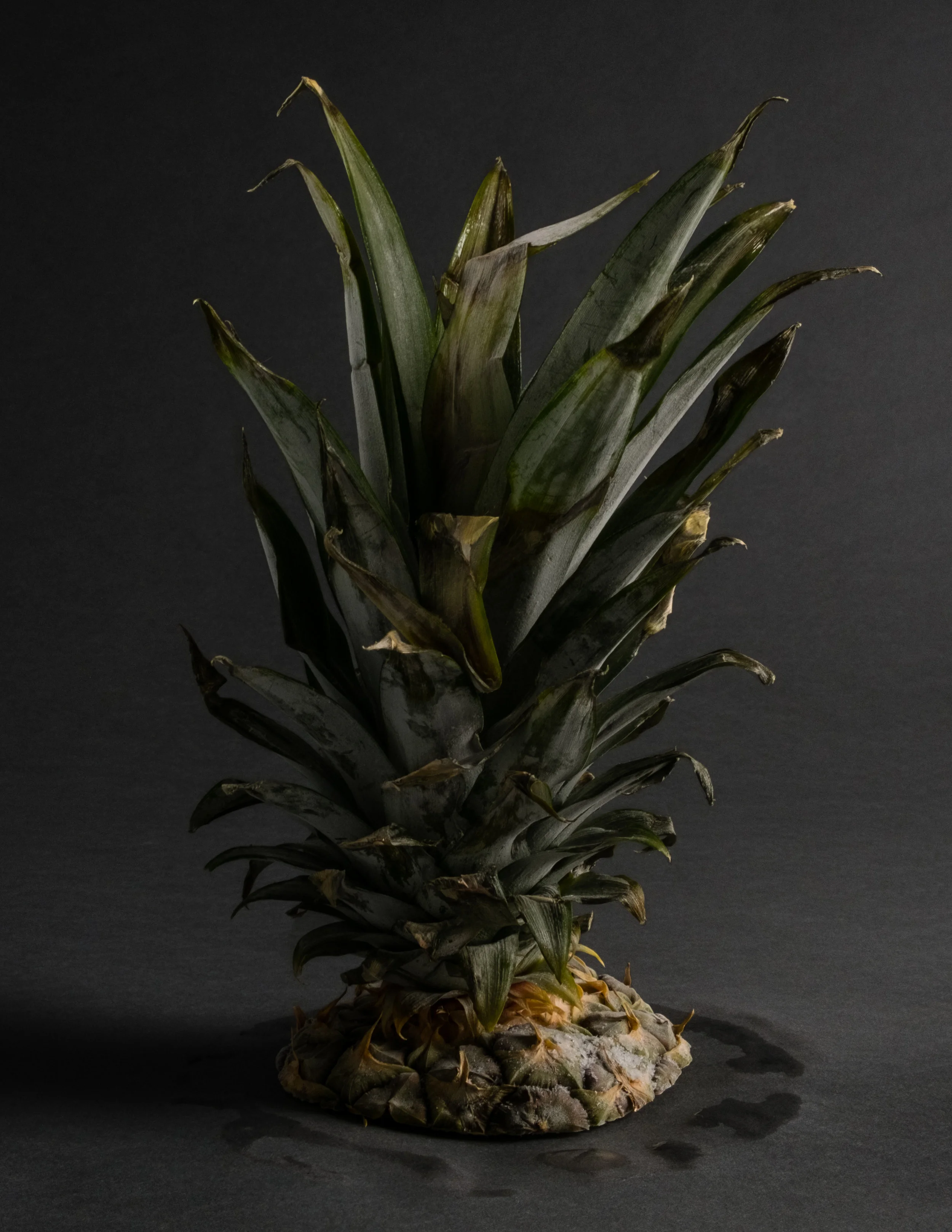 PineappleTop.jpg
