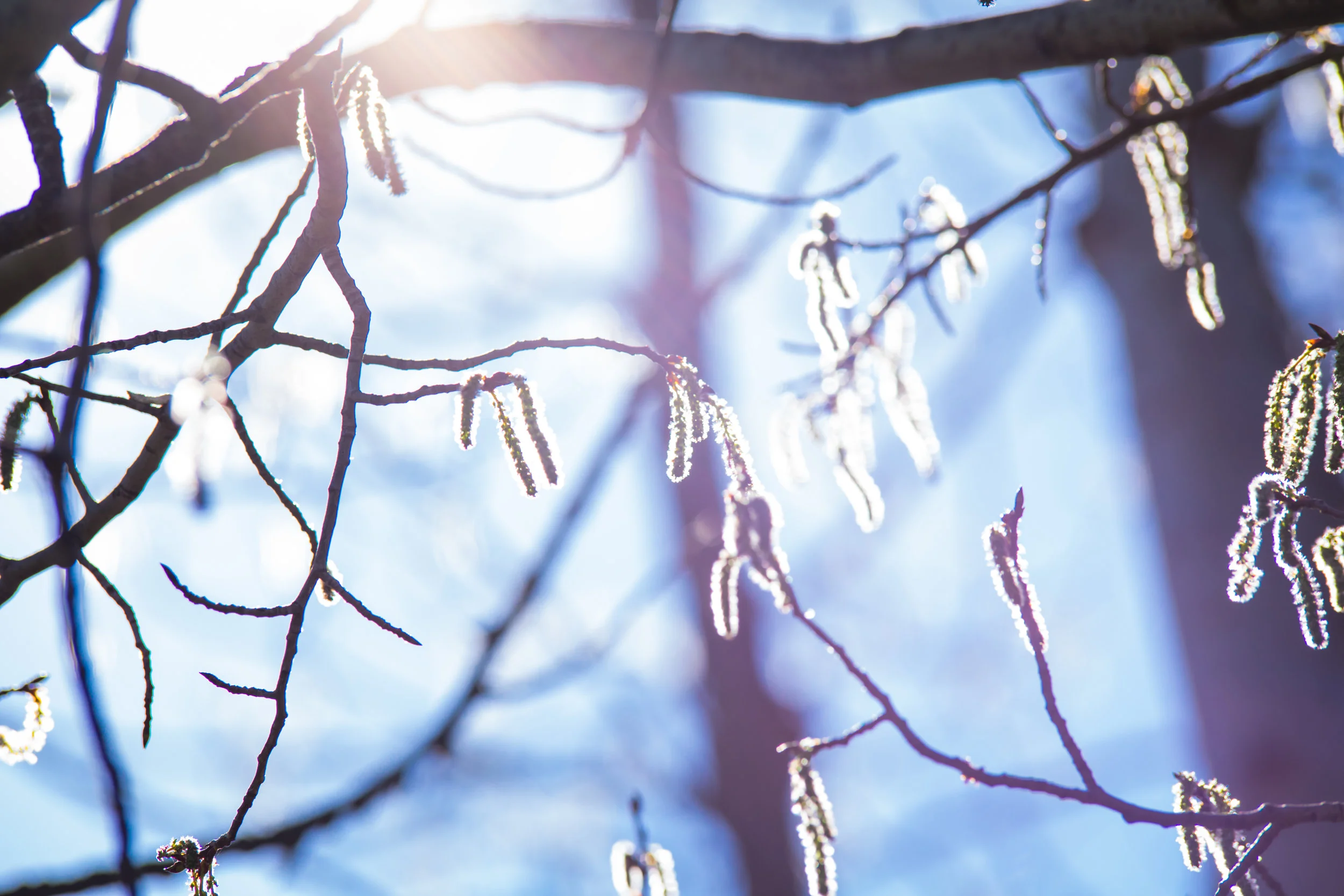 Springtime Close Ups-7.jpg