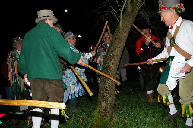 The first element of a wassail is to beat the selected apple tree with sticks to drive out evil spirits that may spoil the crop. Here the Broadwood Morris Men are doing their dutyPhoto by Glyn Baker