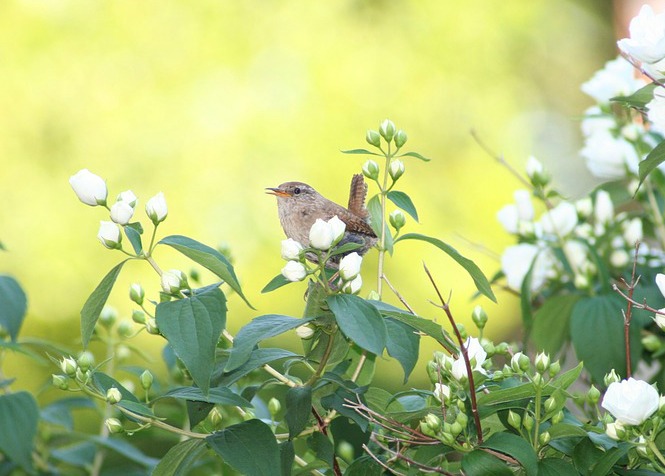 Willow Wren