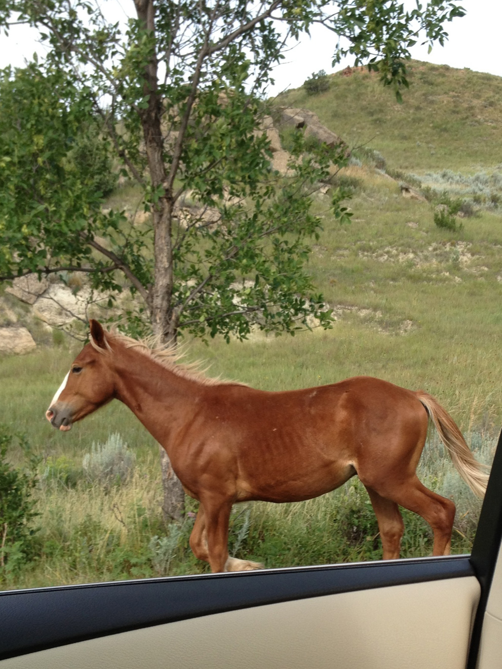 The wild horse that ran beside my car.