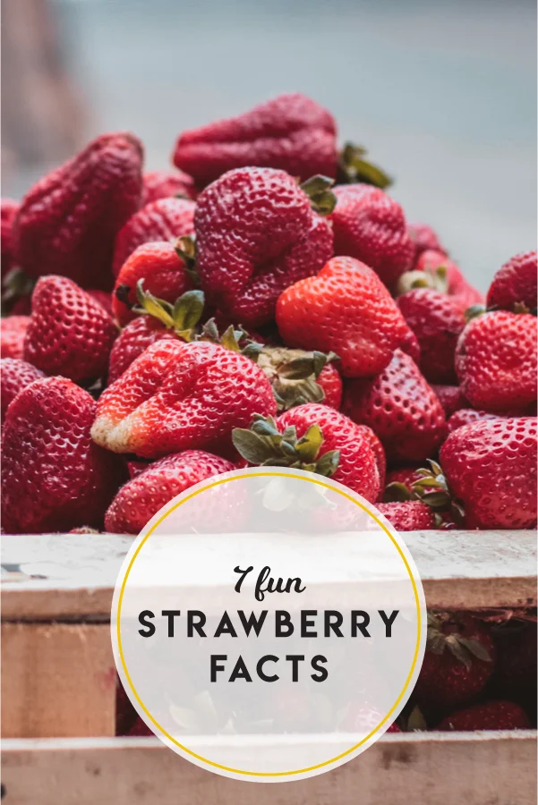 Crush your next trivia night by brushing up on these 7 fun strawberry facts!