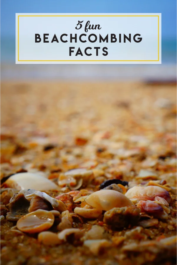 Up your summer trivia game by learning these 5 fun beachcombing facts.