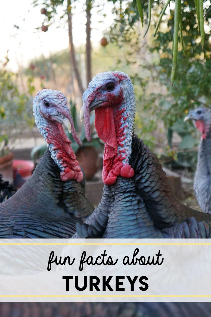 Fun facts about turkeys