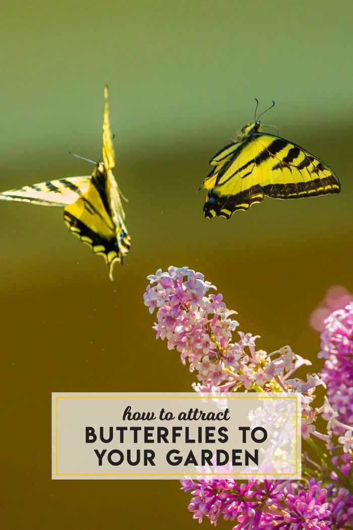 How to attract butterflies to your garden