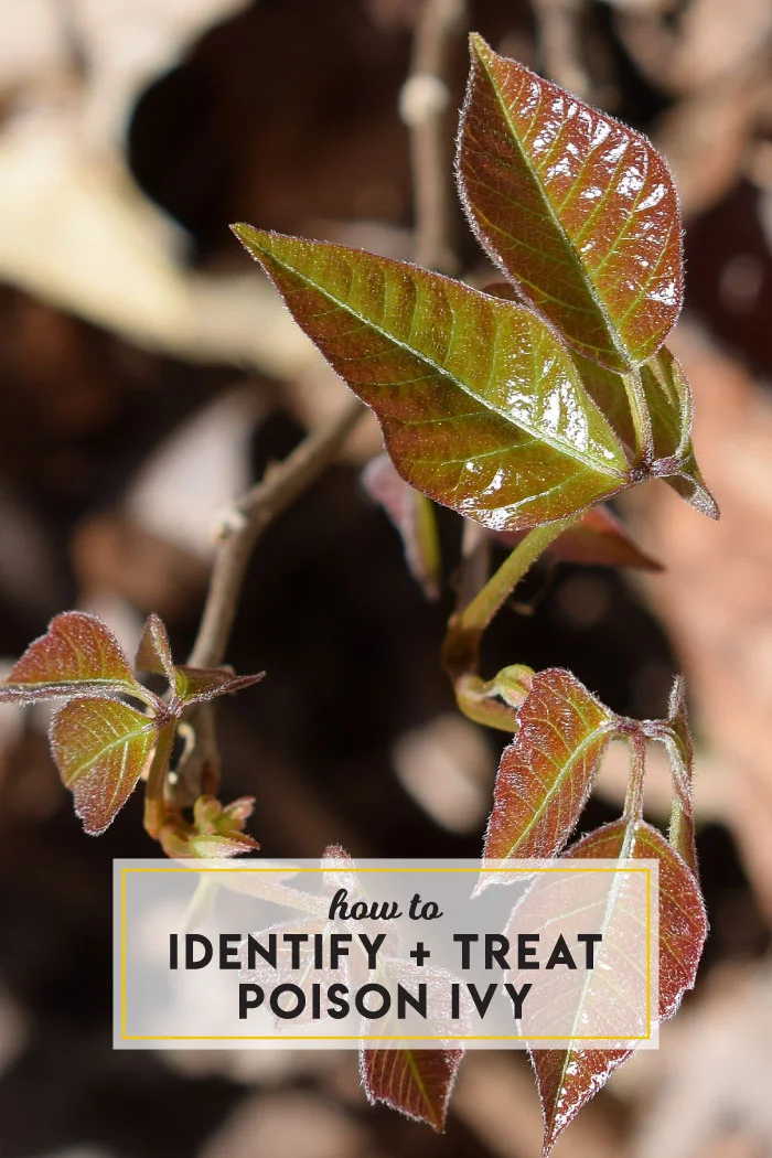 How to identify and treat poison ivy