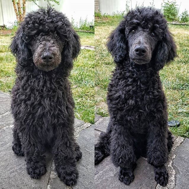 James is cutting a much trimmer figure after his 14-week-old grooming appointment! 😂 I kind of miss the aggressive puppy shag situation but now we can see his face! ❤️
.
#poodlelove #poodlesofinstagram #poodle #poodles #poodlepuppy #standardpoodle #