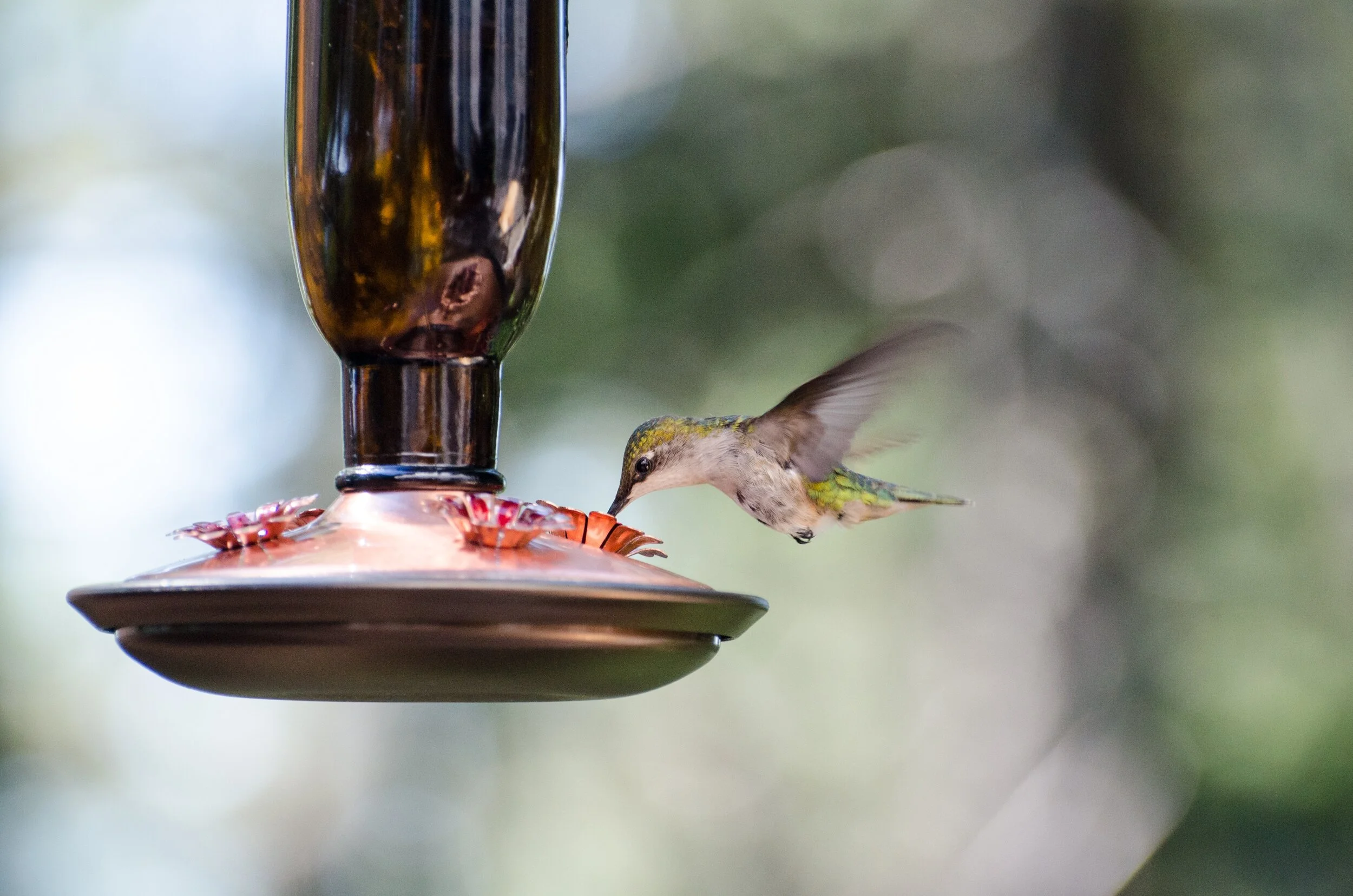 At-Home Nature Lessons: Hummingbirds