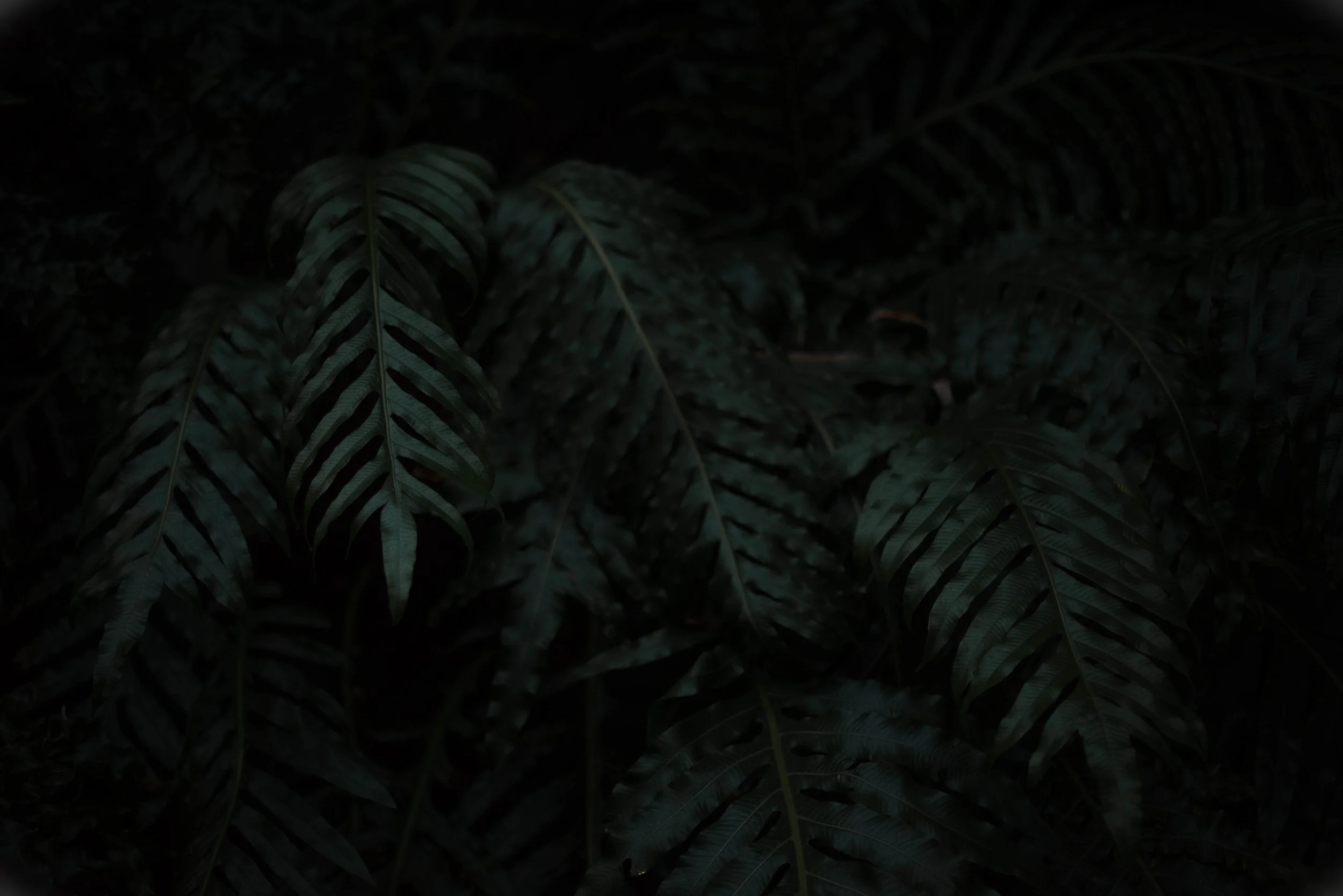 Comocole-75.jpg
