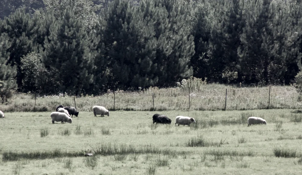 SheepWelcome2.jpg