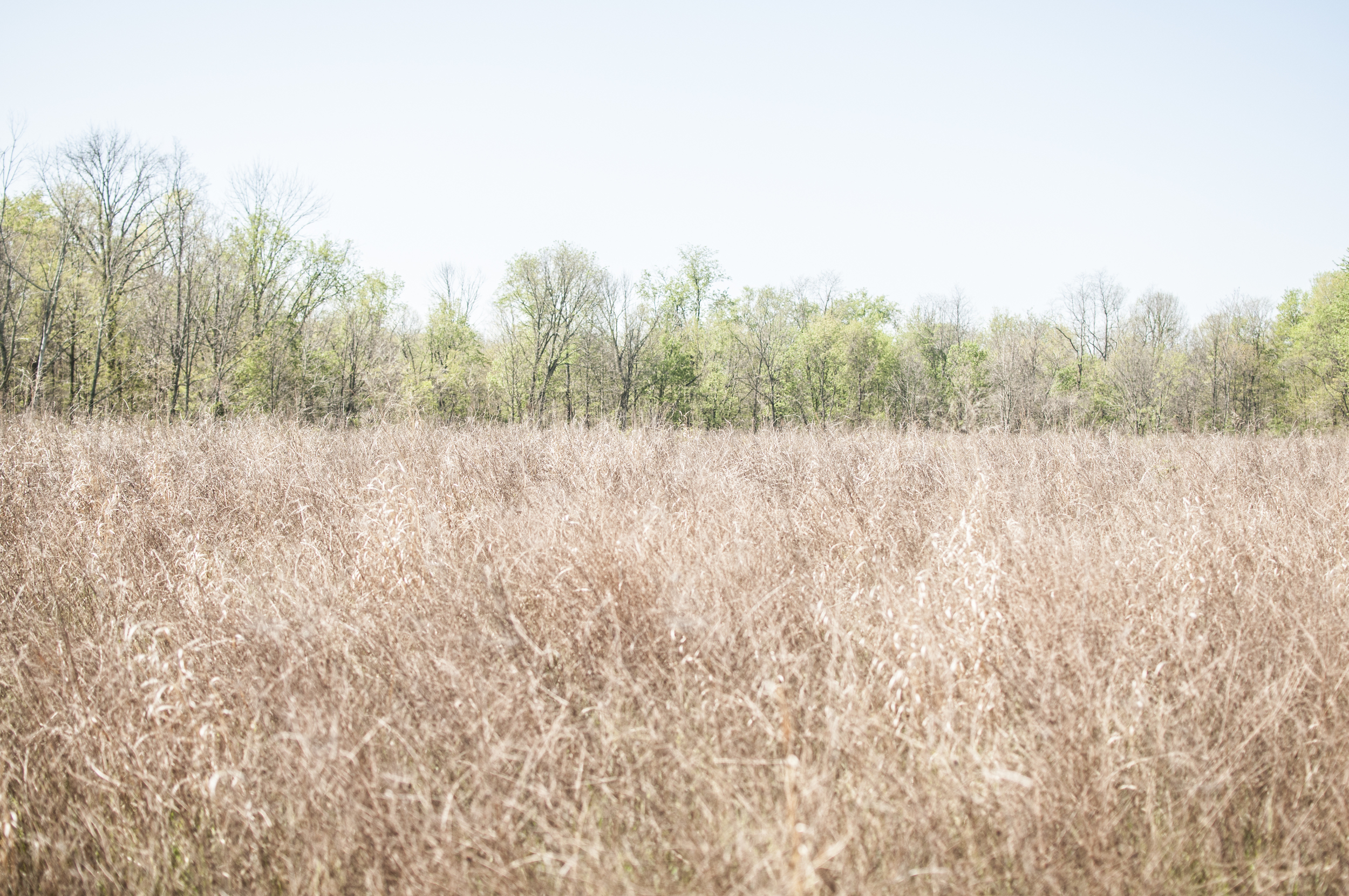 The Cincinnati Nature Center pollinator project host about eight beehives from Gaiser Bees, Co.