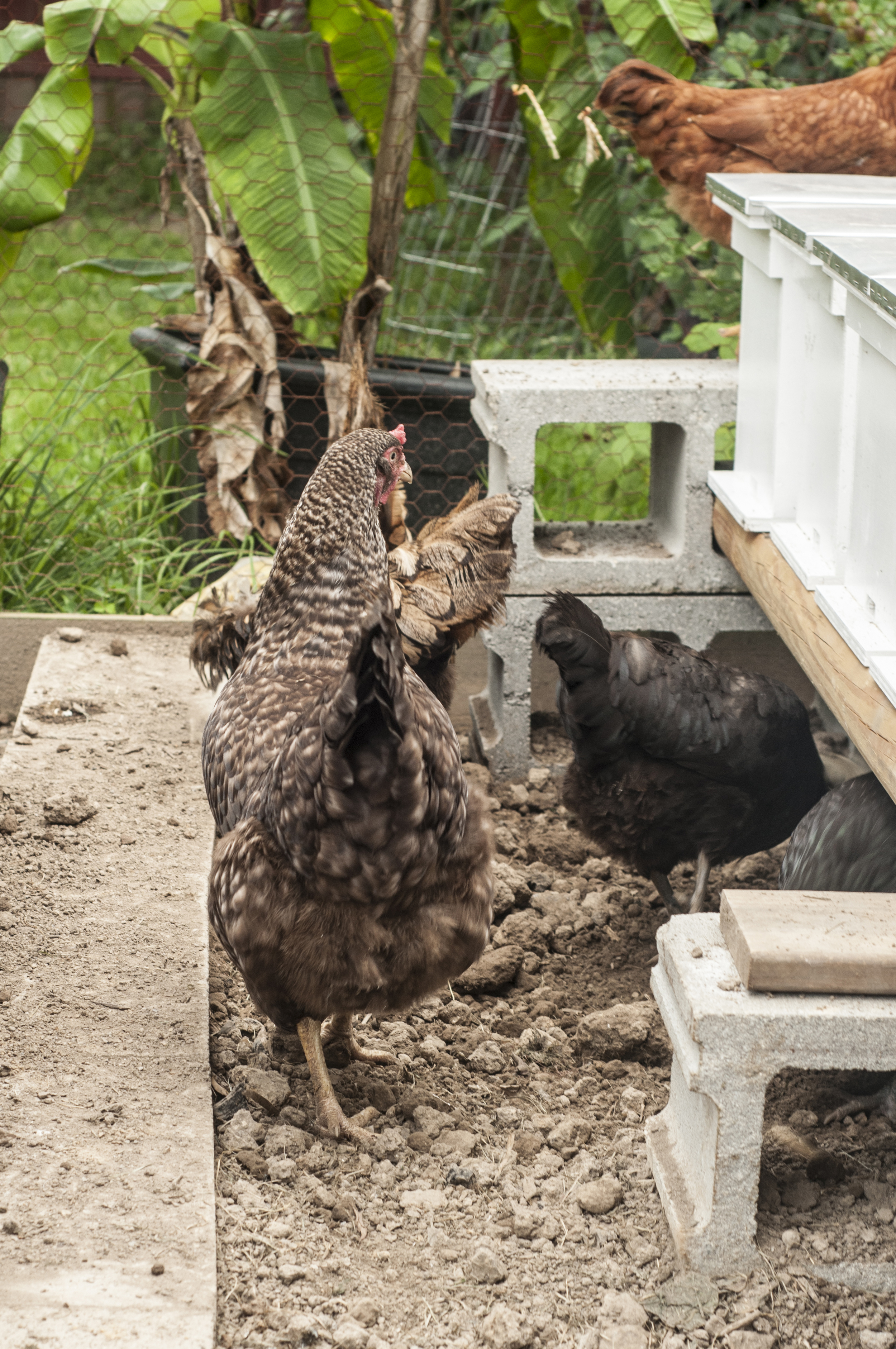 Chickens: fresh eggs and mites control