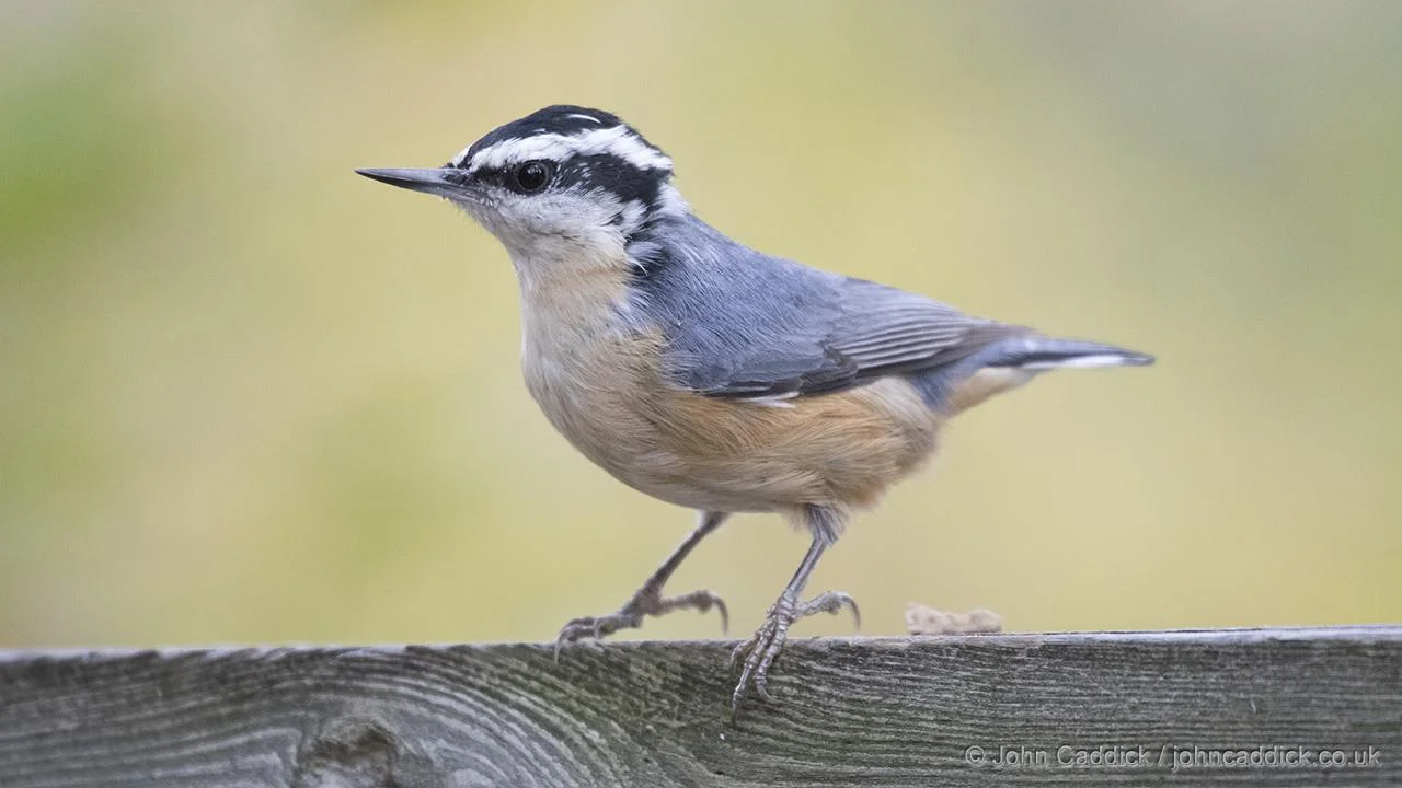 Red-breasted Nuthatch
