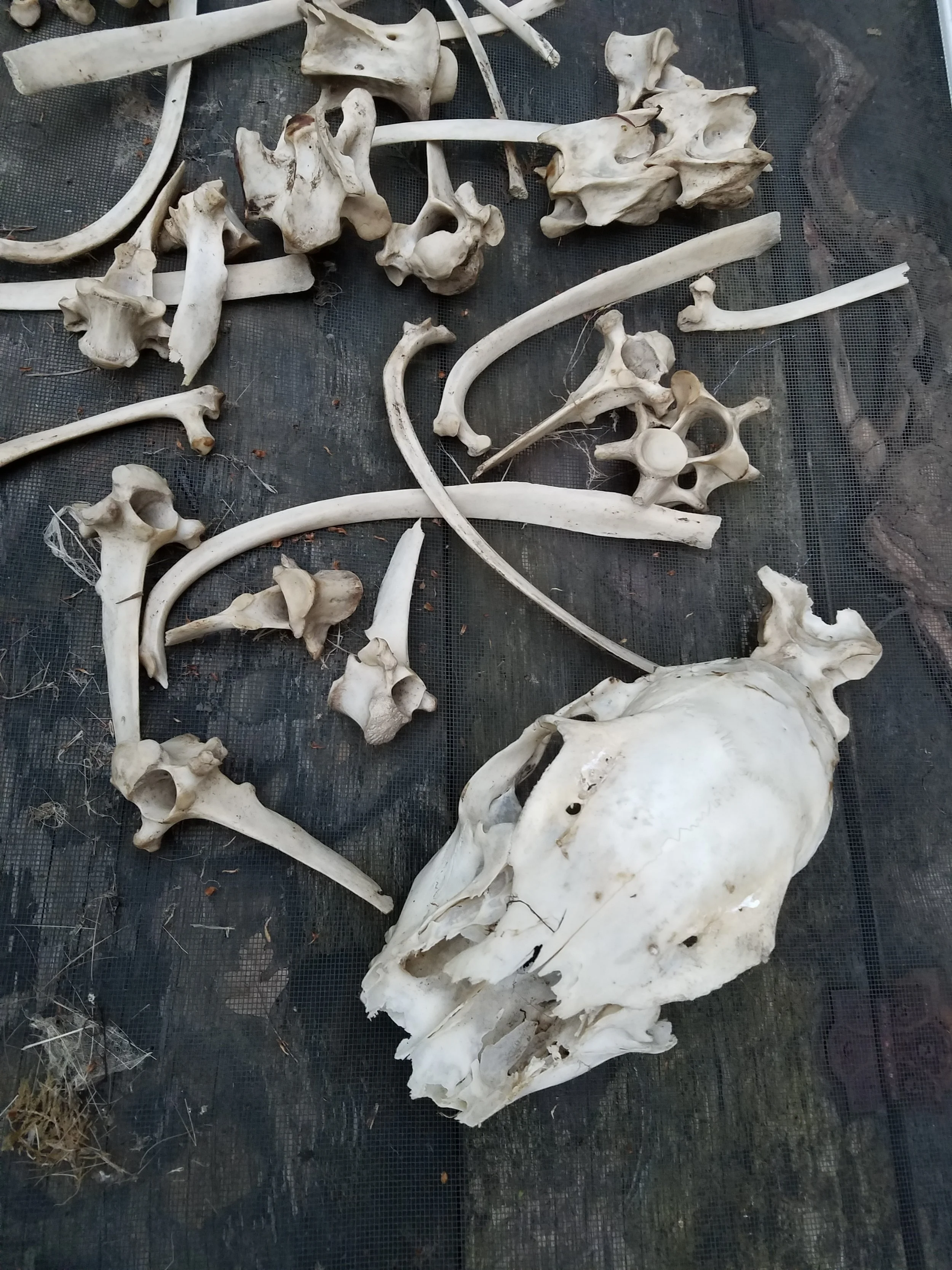 deerskeletonbones.jpg