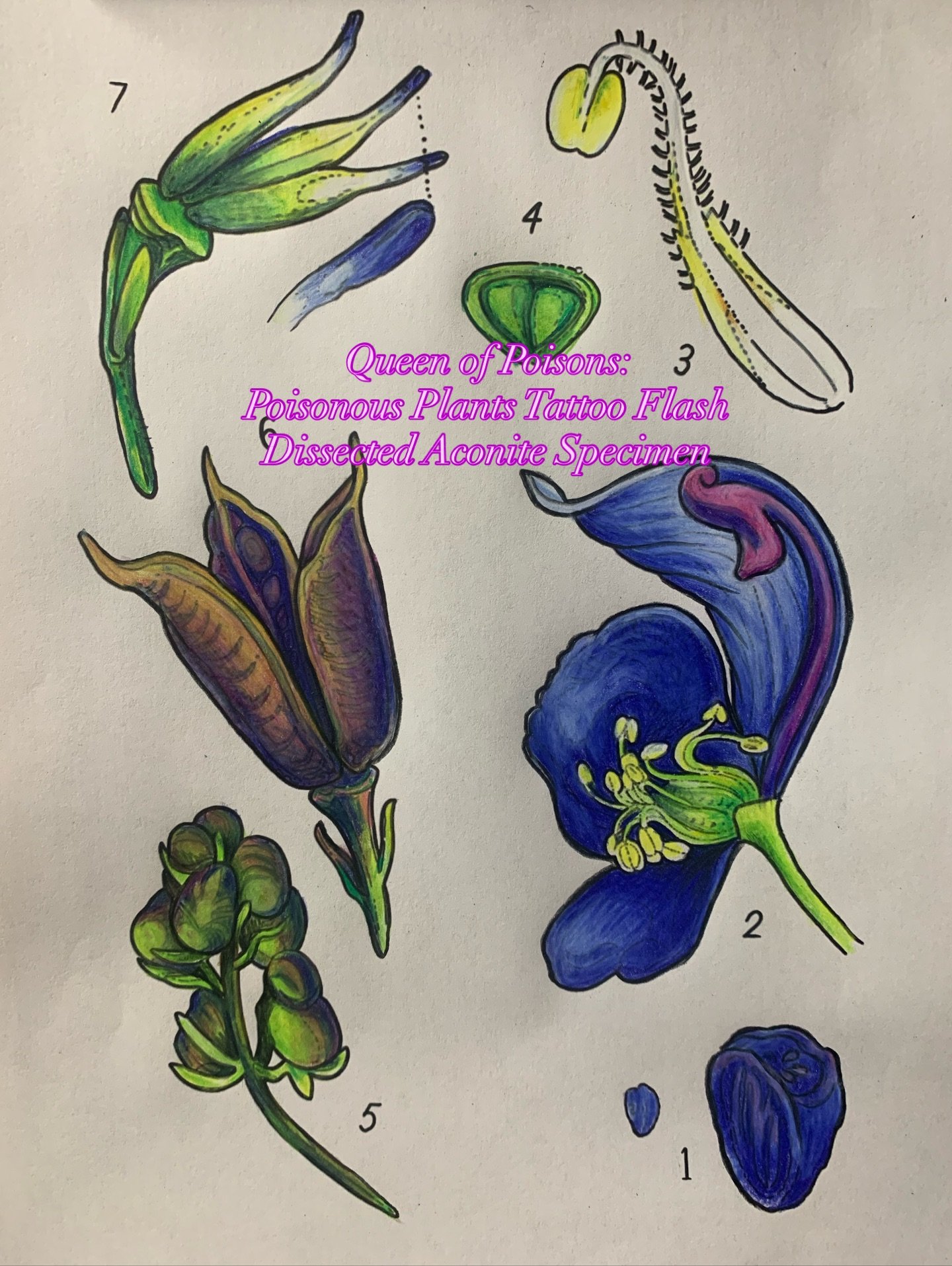 Aconite, also known as Wolfsbane &amp; Monkshood is deadly enough to have been used by Alaskan Natives to kill whales. One man would spear the whale, tipped with poison, and the whale would drown, and they would drag it back to shore, to eat and use 