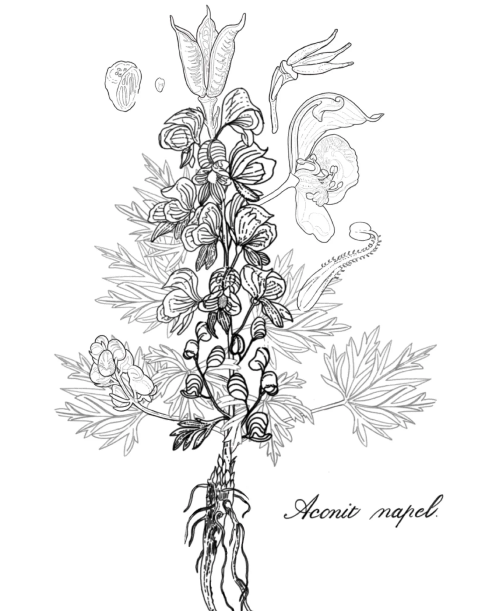 Aconite napel grows in the Rocky Mountain soil of the Himalayans, thus getting the napel in its name. An older myth about altitude sickness, says it came from tourists breathing in the pollen of aconite during their long hikes upwards towards the sum