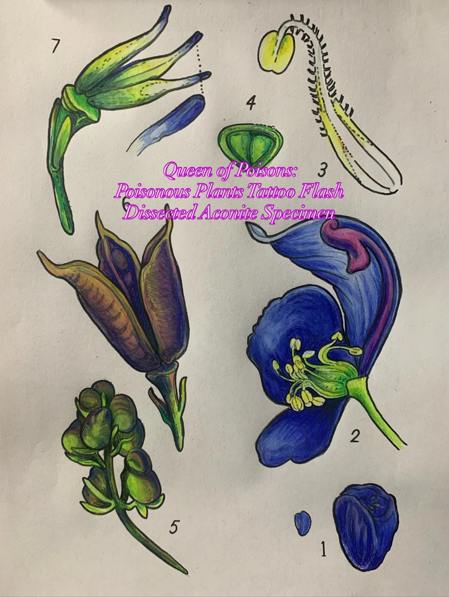 Aconite, also known as Wolfsbane &amp; Monkshood is deadly enough to have been used by Alaskan Natives to kill whales. One man would spear the whale, tipped with poison, and the whale would drown, and they would drag it back to shore, to eat and use 