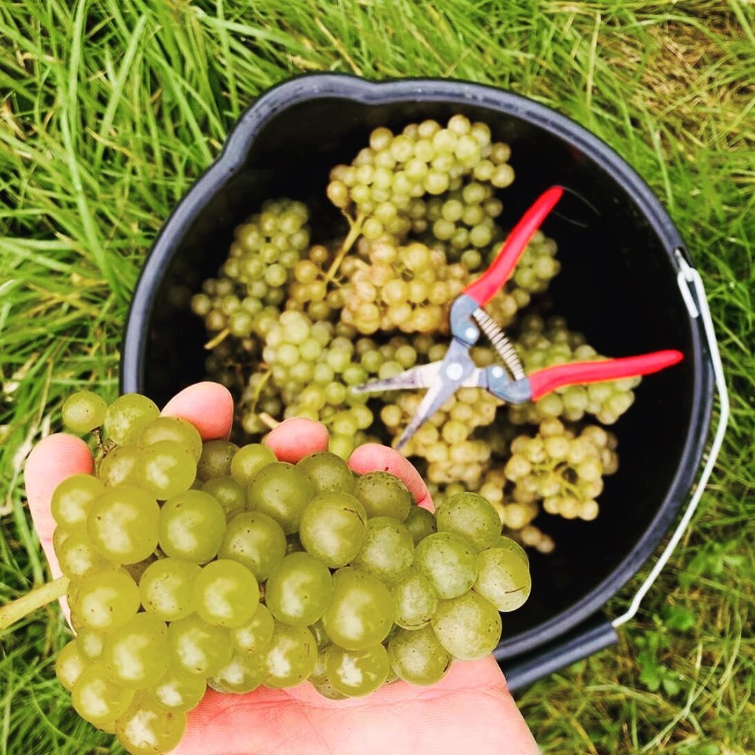 For viticulturalists Robin & Georgina at @limeburnhill, the best part of each day is spending time amongst nature – enjoying native woodpeckers, ravens, sparrow hawks, worms, grass snakes, butterflies, bees, wasps, badgers, hares, and foxes