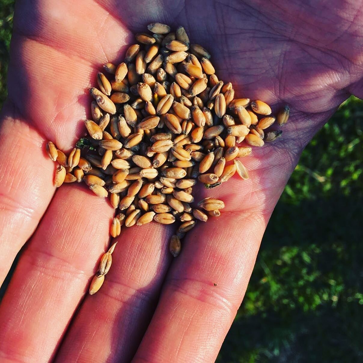 Like many interested in agriculture & farming, Len Bussanich is avid nature lover – hiking trails as often as he can. That love of nature & concern for the earth inspired a conversation with friends Mike Hozer & Larry Mahmarian abou