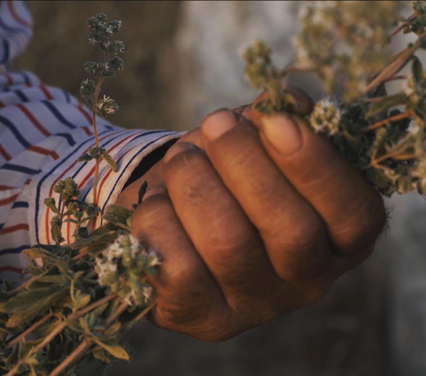 Za&rsquo;atar, the Arabic word for wild Thyme, has an enduring heritage in the Middle East &amp; is a ubiquitous staple on kitchen tables. Lebanese farmer Mohammad Ali Neimeh has been dedicated to cultivating it for 20 years. He muses, &ldquo;I&rsquo