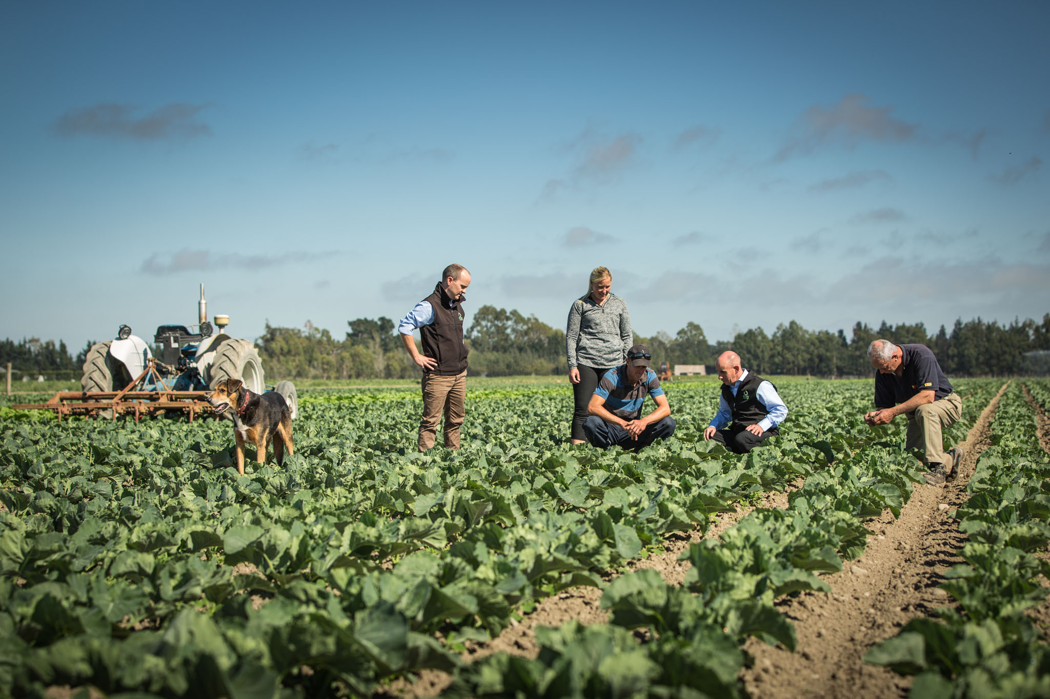 Market gardening