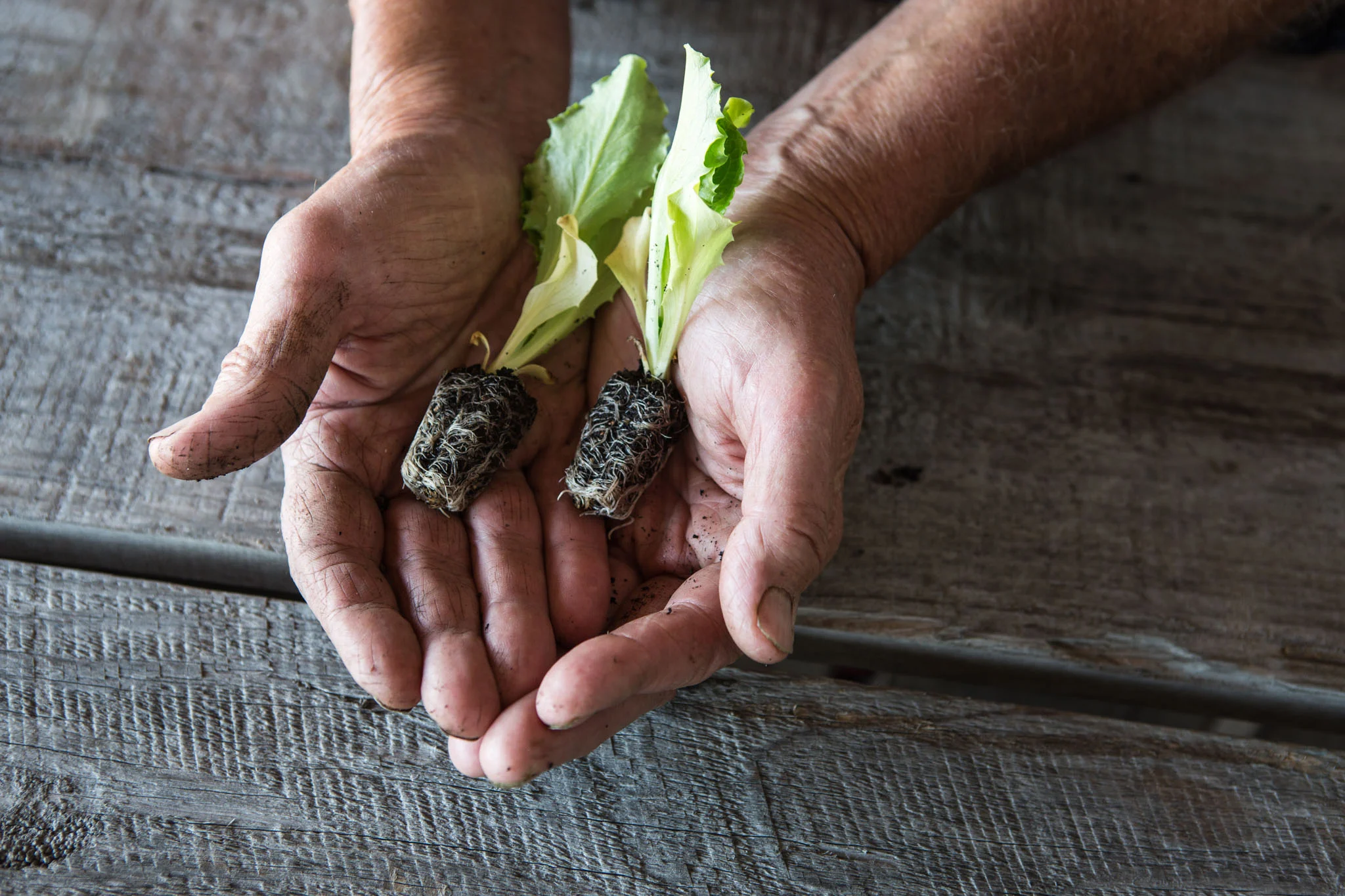 Baby lettuce