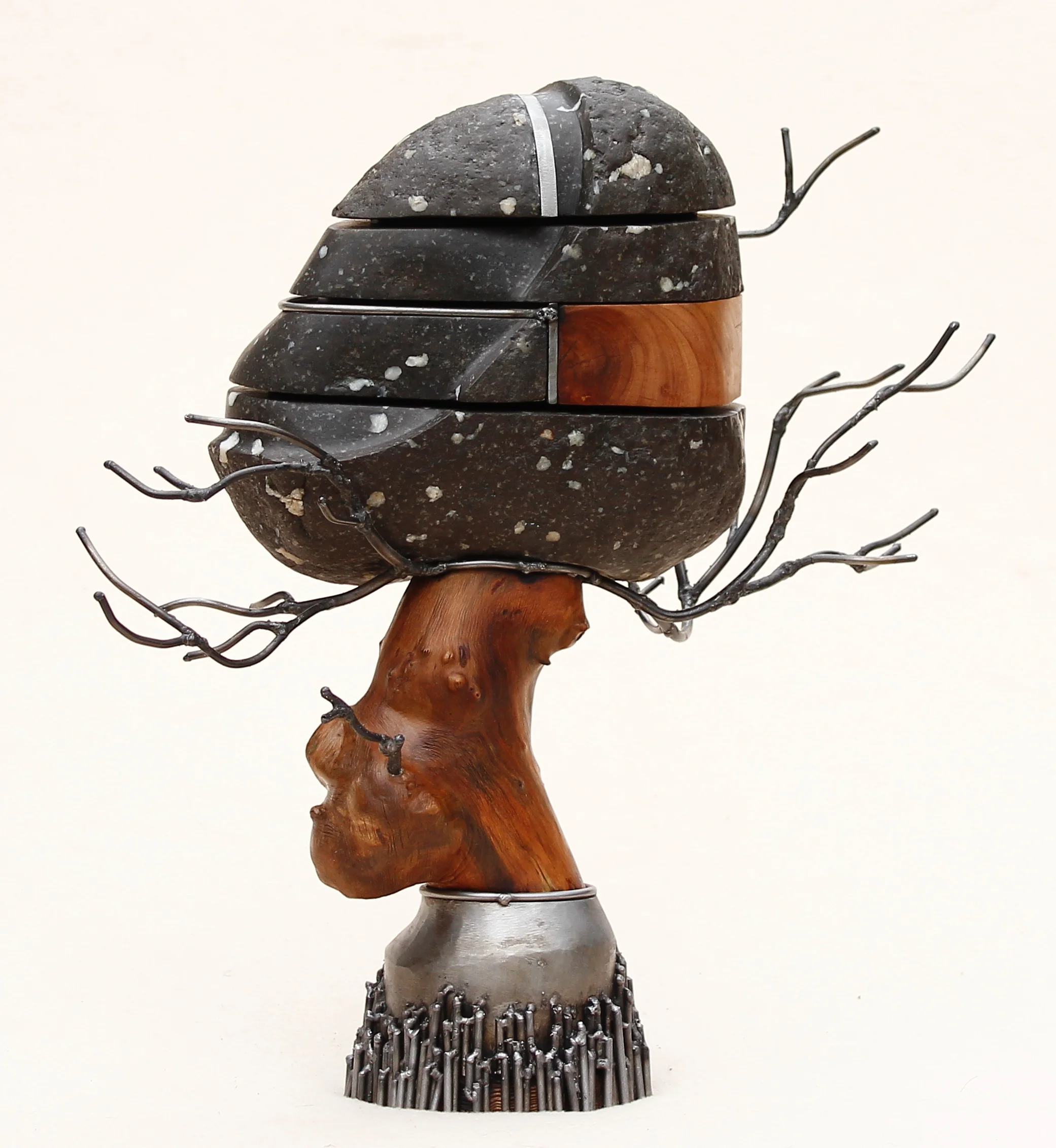 INSIDE THE HEAD OF GARRY OAK 