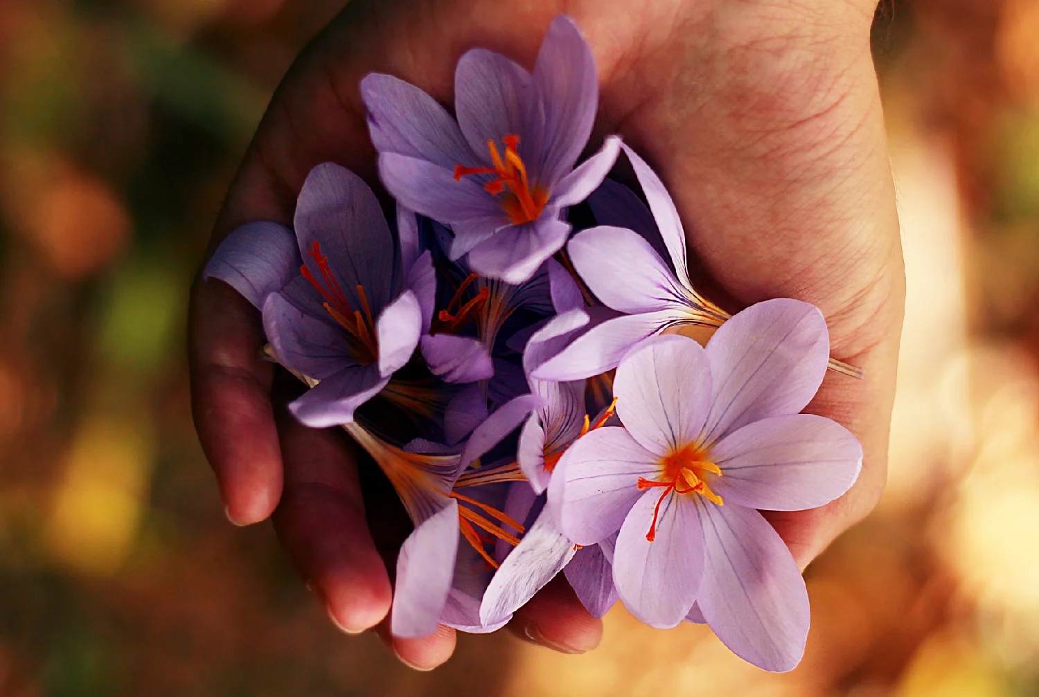 flowers landing-80.jpg