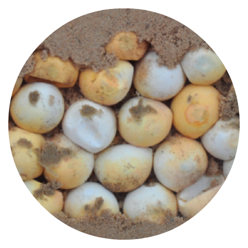 turtle eggs-round.png