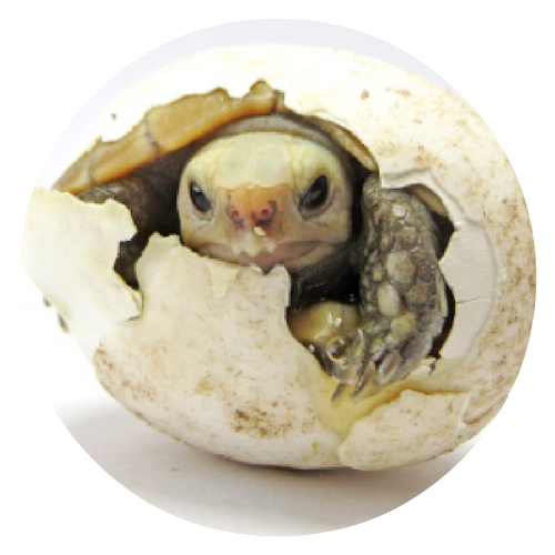 turtle cracking egg round.png