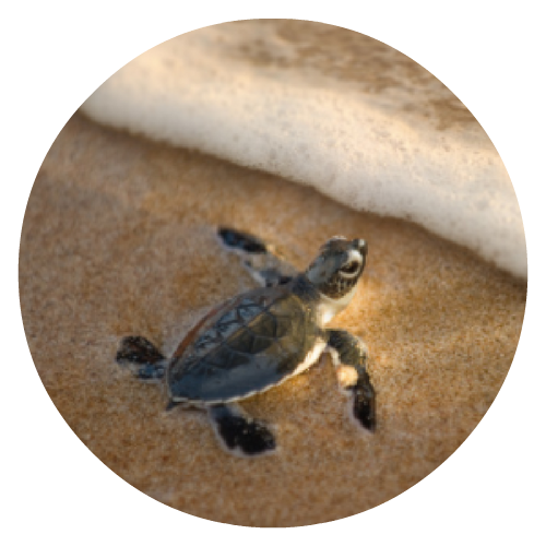 baby turtle - round.png