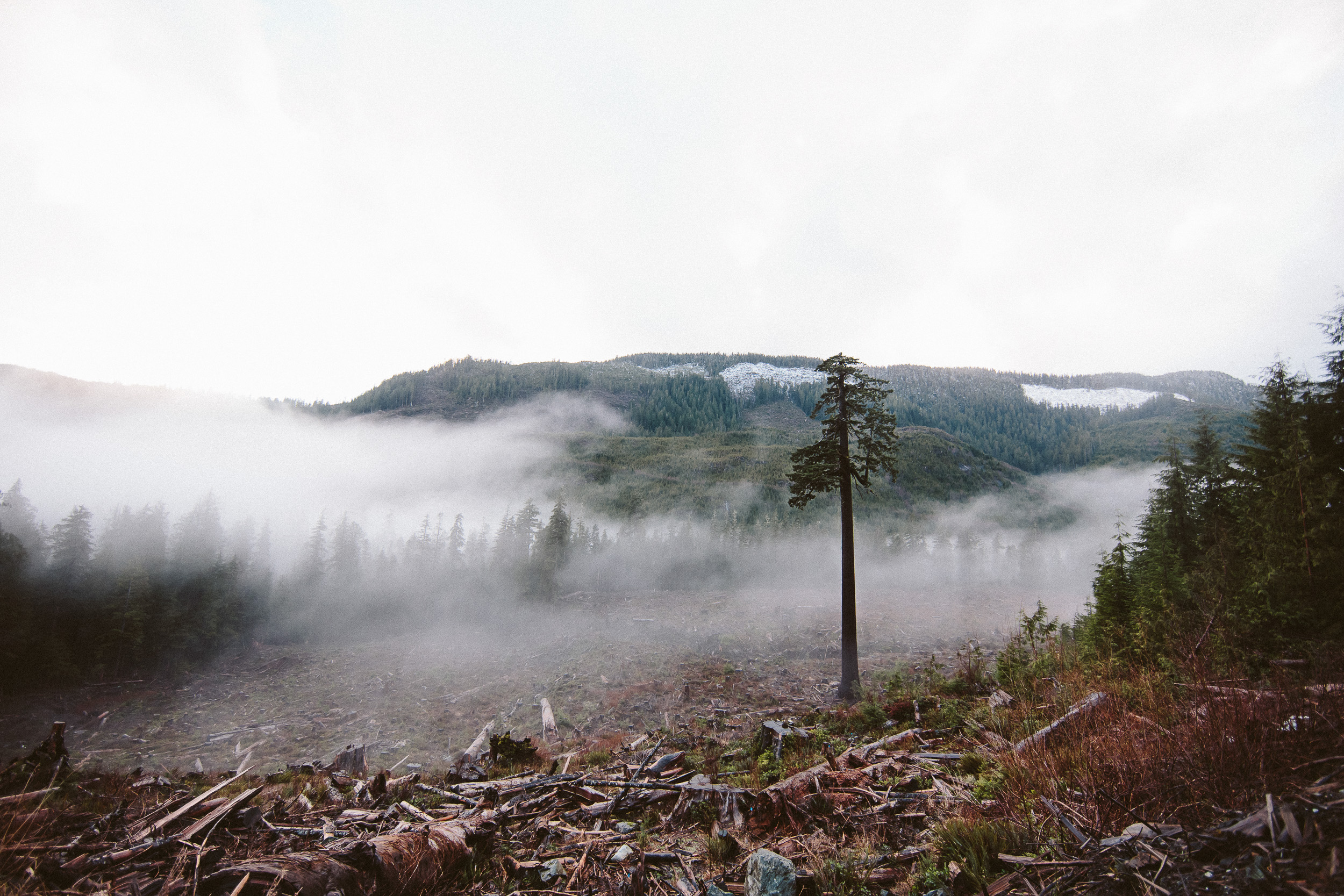 03-Vancouver-Island-BC-Old-Growth-Forests-Logging-Port-Renfrew-Big-Lonely-Doug.jpg