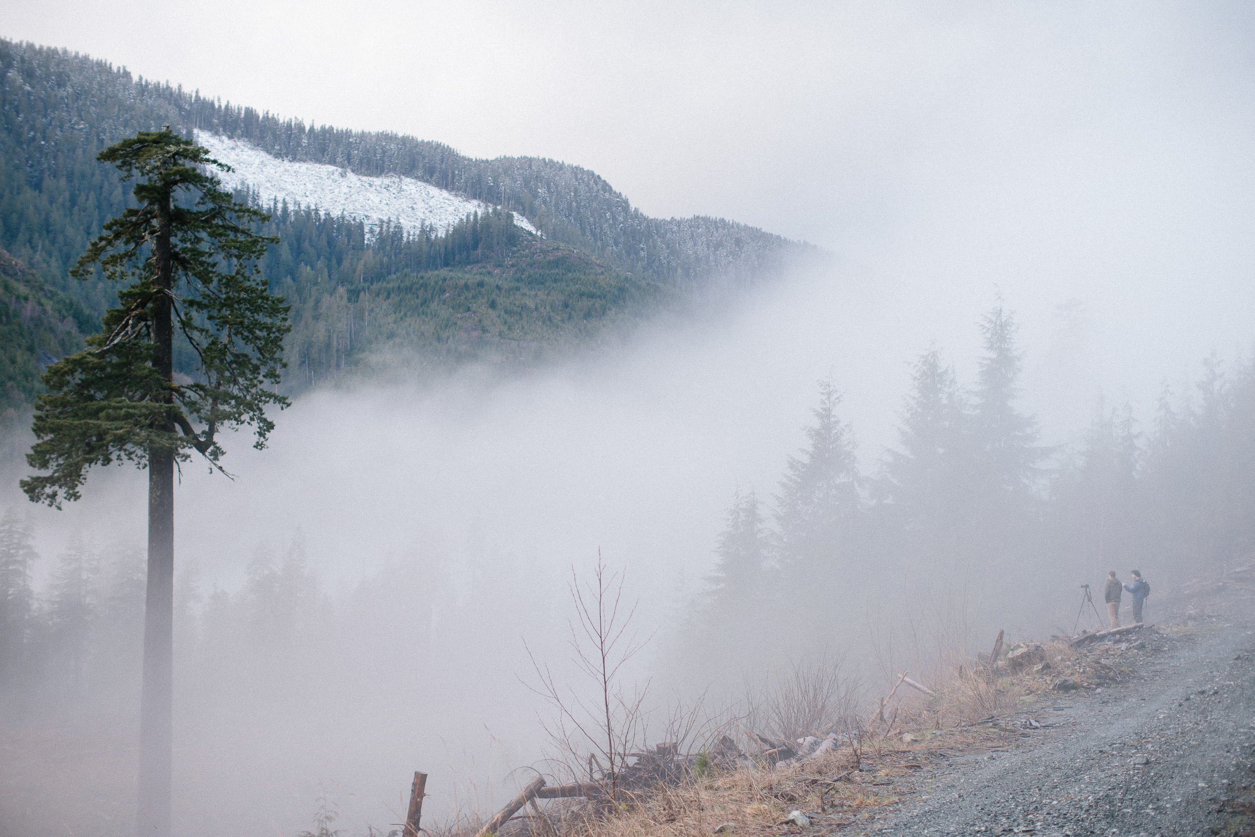 05-Vancouver-Island-BC-Old-Growth-Forests-Logging-Port-Renfrew-Big-Lonely-Doug.jpg