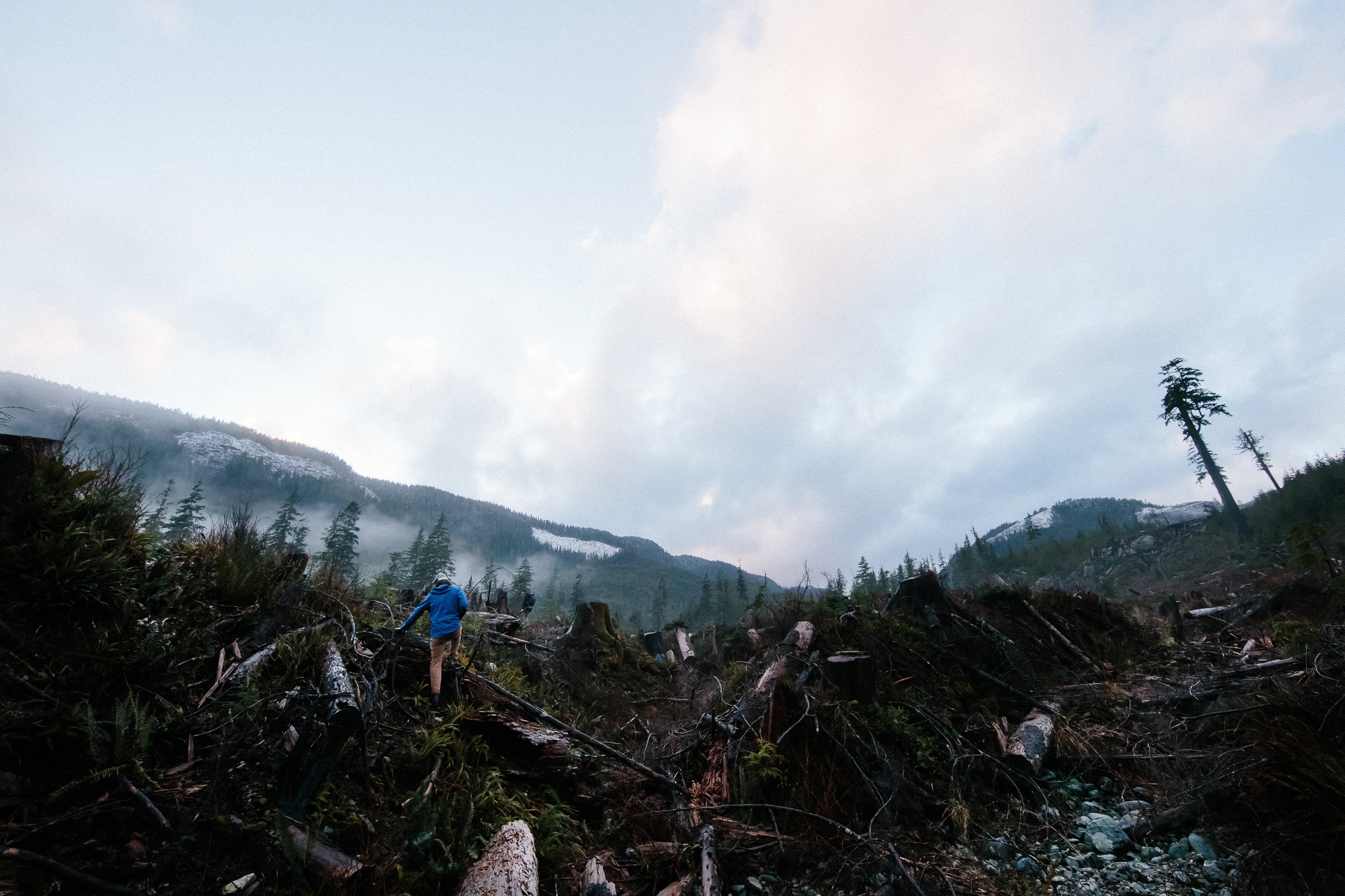 11-Vancouver-Island-BC-Old-Growth-Forests-Logging-Port-Renfrew-Big-Lonely-Doug.jpg