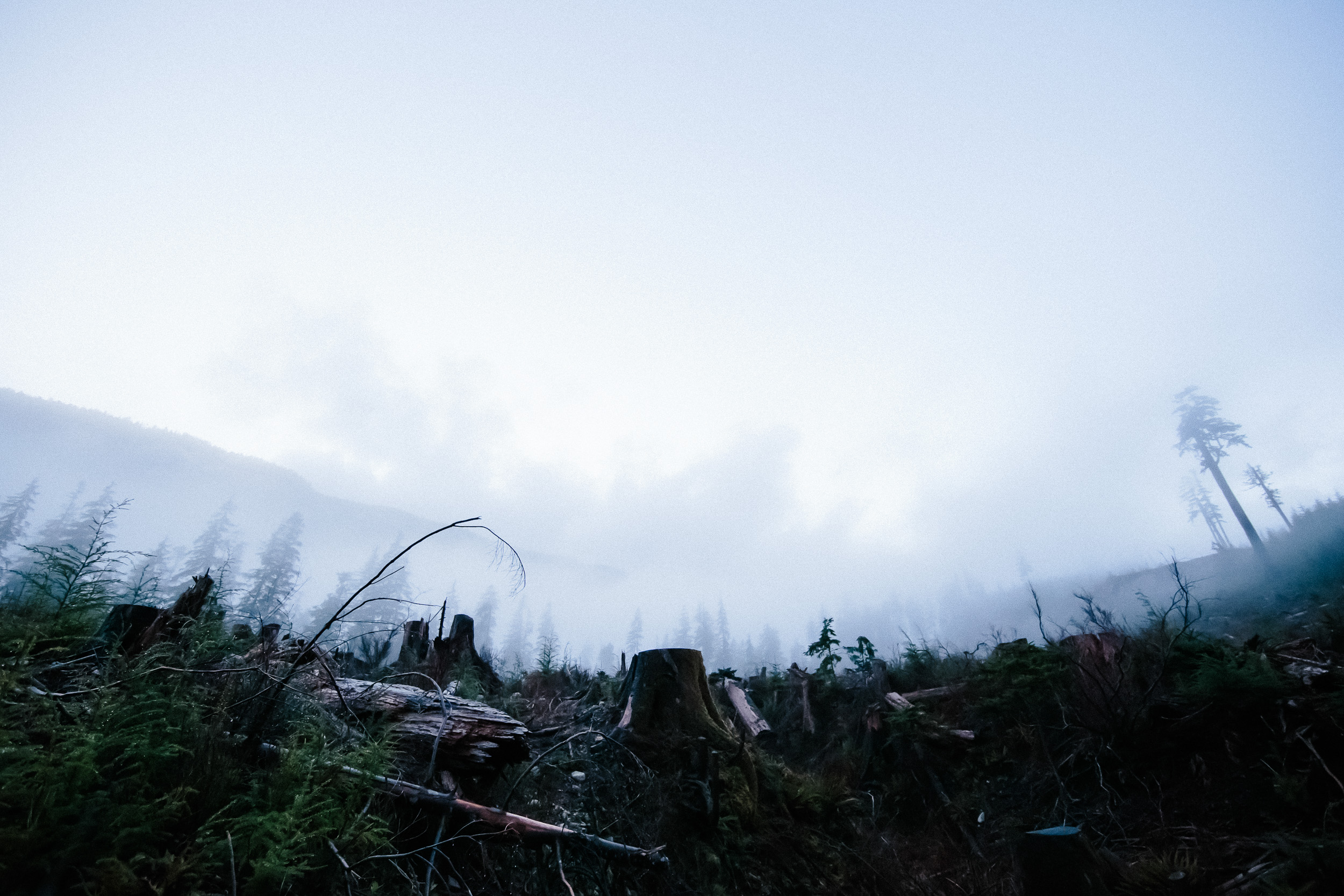 15-Vancouver-Island-BC-Old-Growth-Forests-Logging-Port-Renfrew-Big-Lonely-Doug.jpg