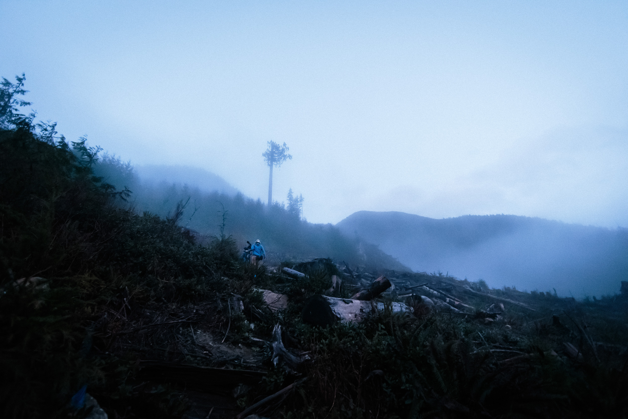 20-Vancouver-Island-BC-Old-Growth-Forests-Logging-Port-Renfrew-Big-Lonely-Doug.jpg