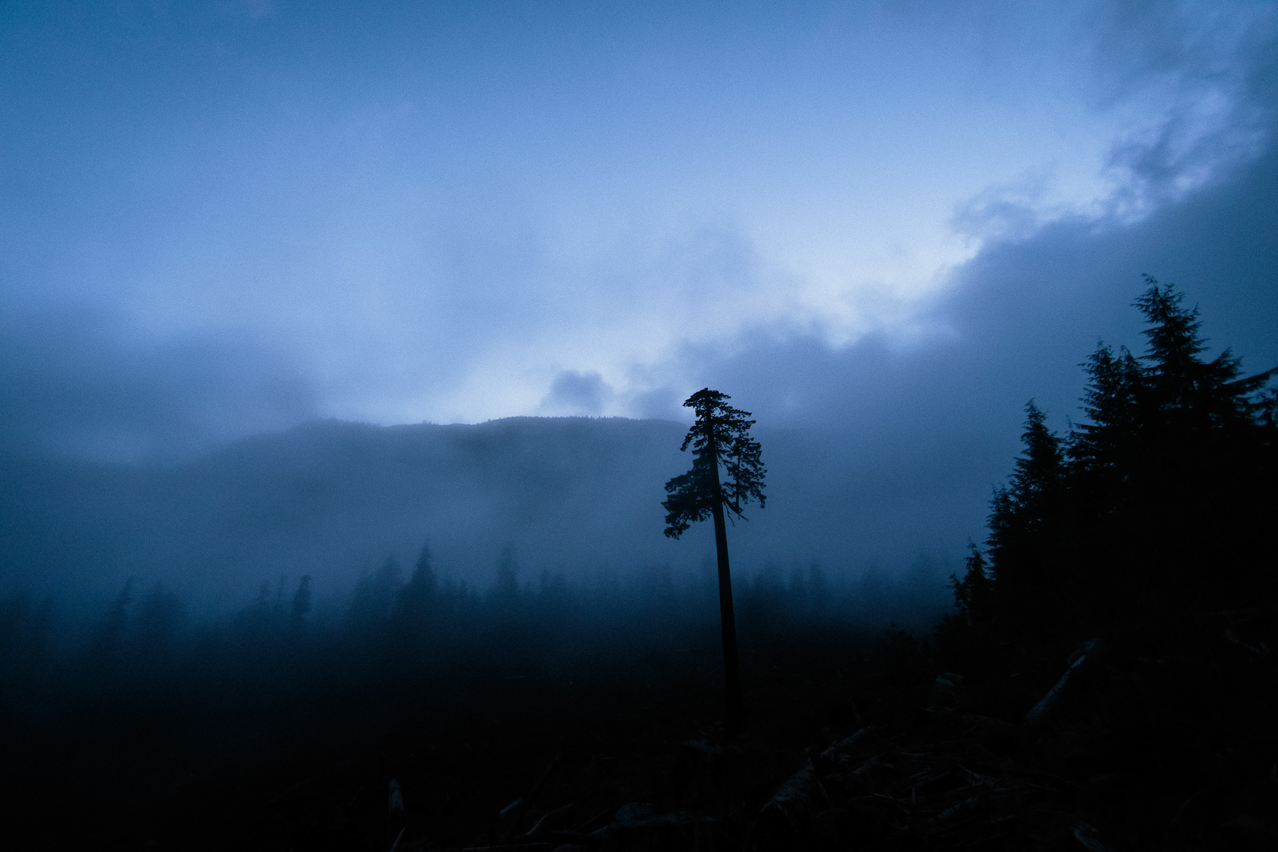 22-Vancouver-Island-BC-Old-Growth-Forests-Logging-Port-Renfrew-Big-Lonely-Doug.jpg